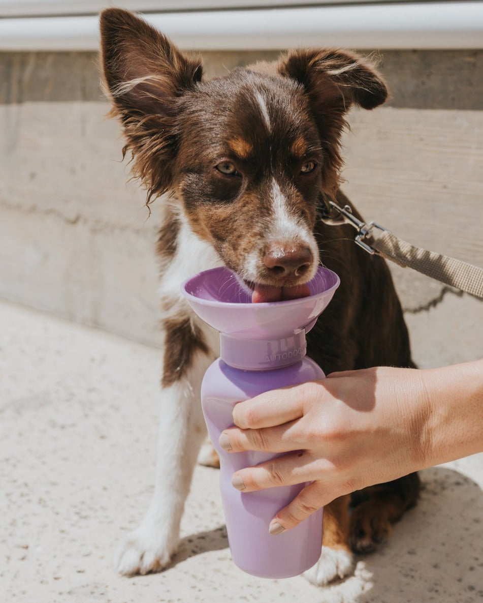 Classic Dog Travel Bottle