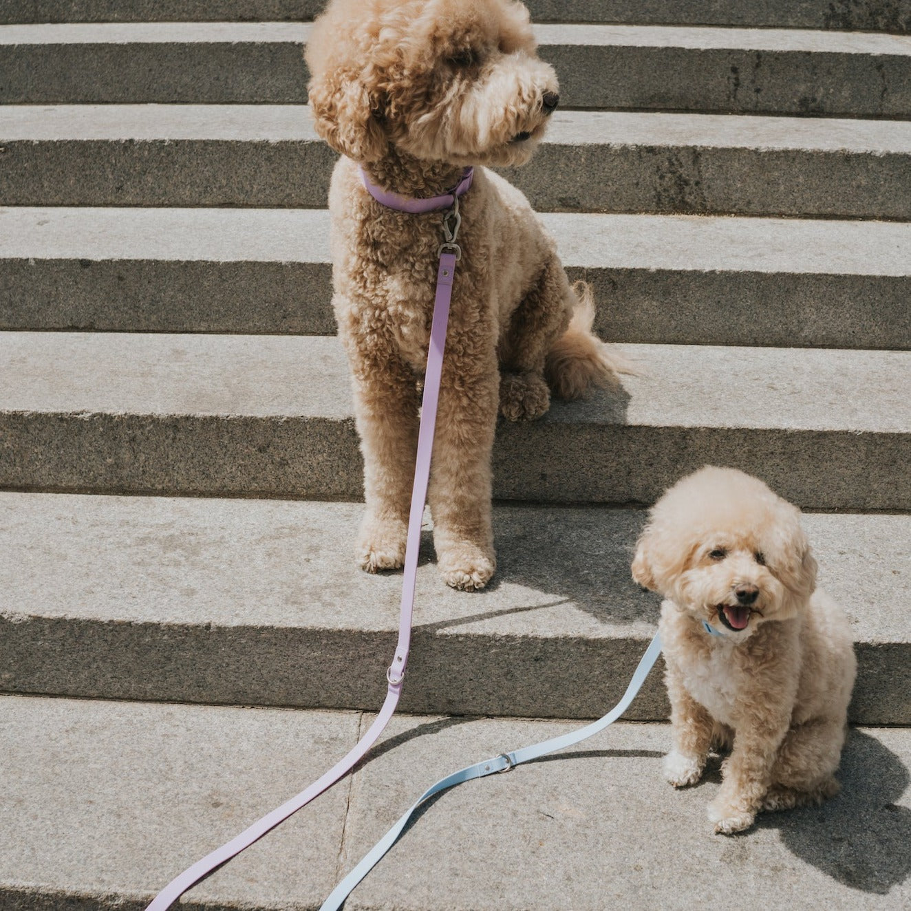 Small Dog Leash