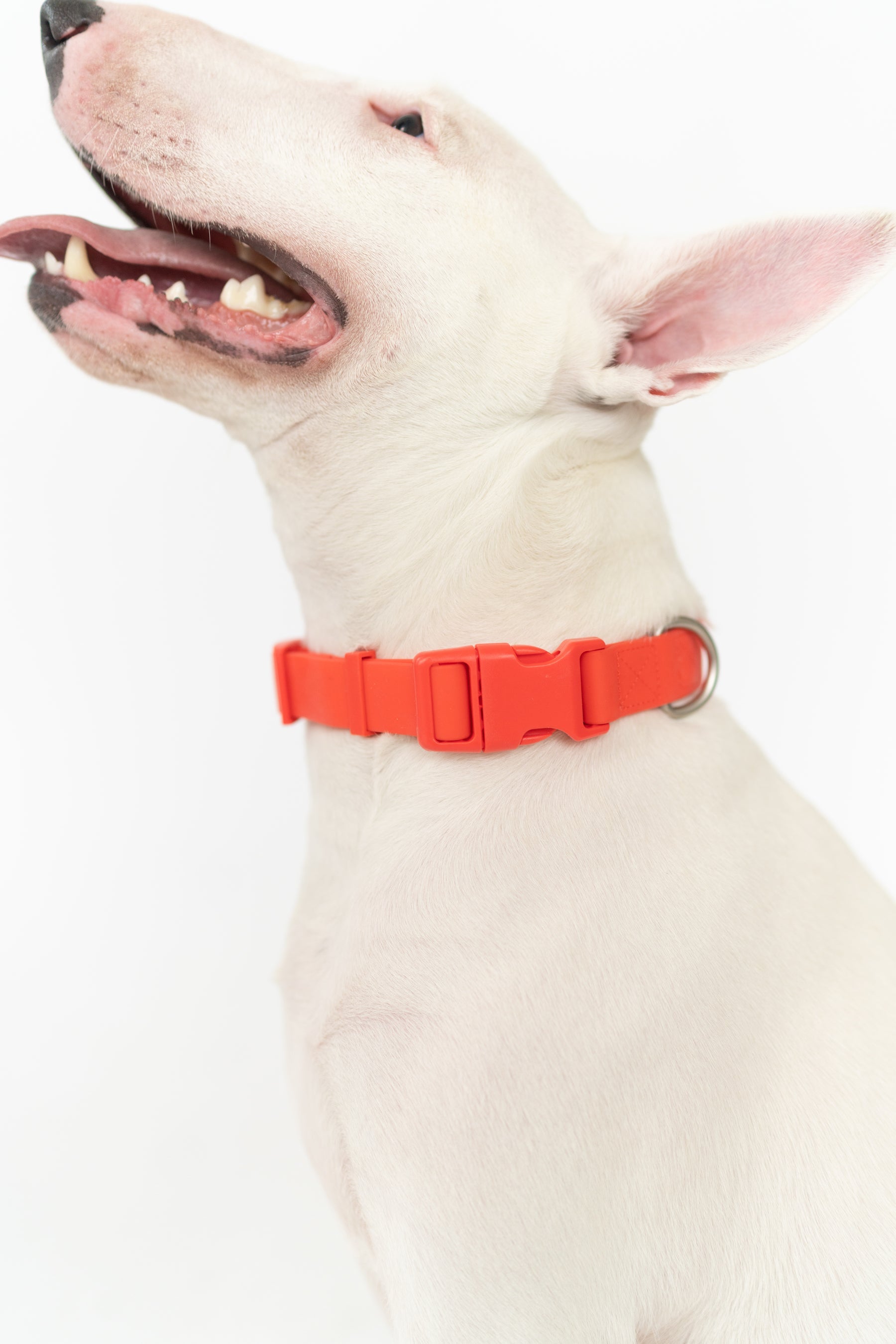 Extra Large Dog Collar