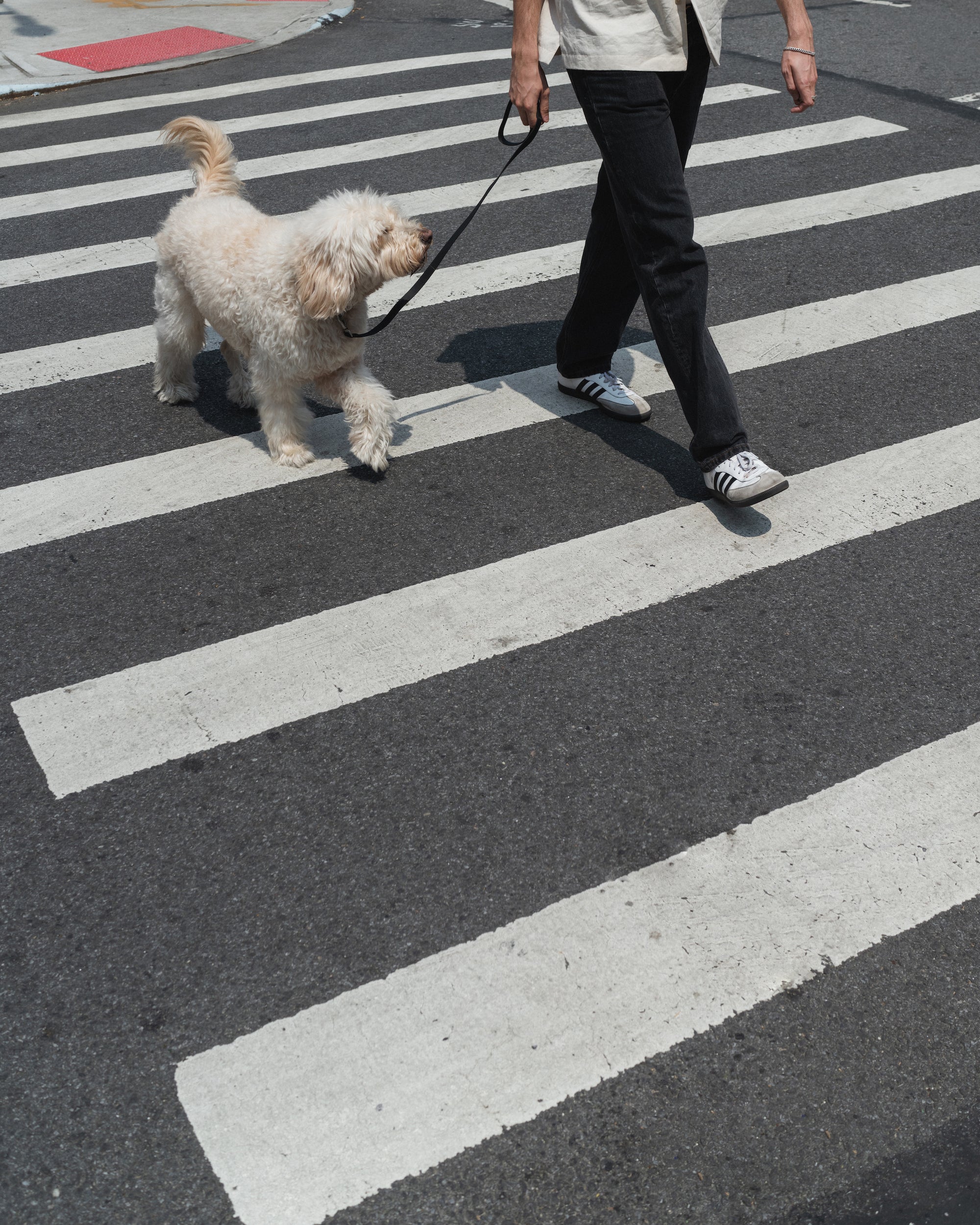 City Dog Leash