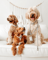 Shine Metallic Leather Collar, Leash, & Poop Bag Pouch Kit